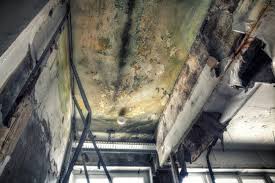 Best Emergency Mold Remediation in Monona, WI